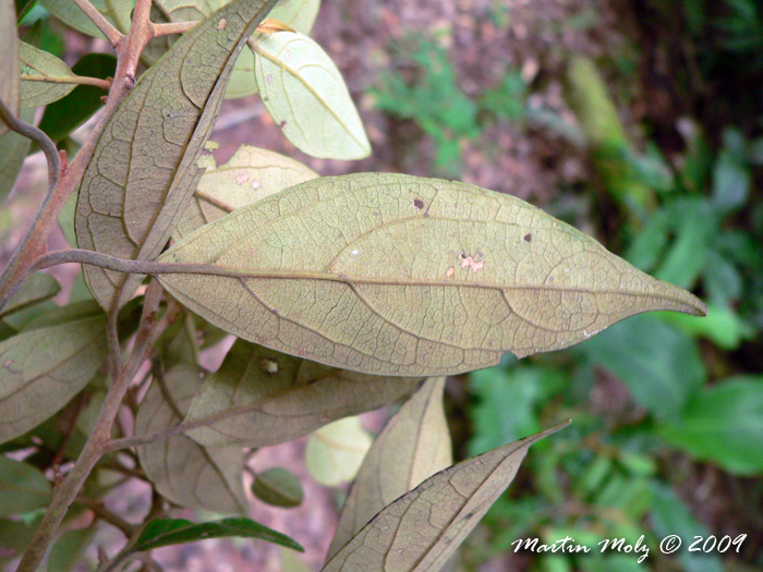 Ocotea nectandrifolia