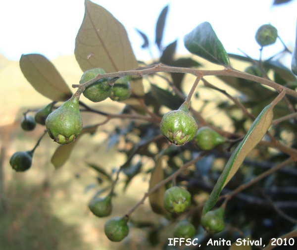 Ocotea nectandrifolia