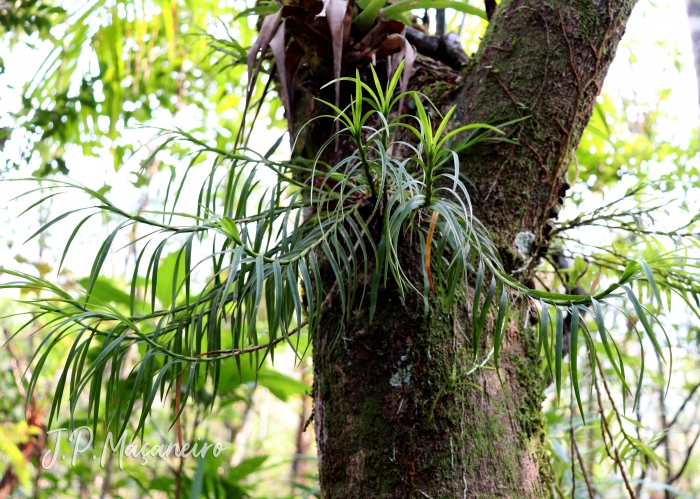 Dichaea cogniauxiana