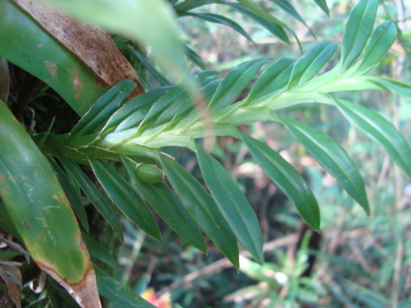 Dichaea cogniauxiana