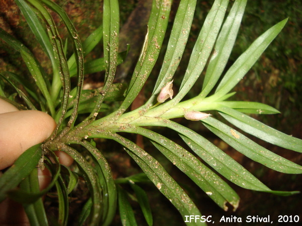 Dichaea cogniauxiana