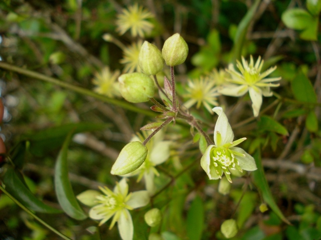 Clematis campestris