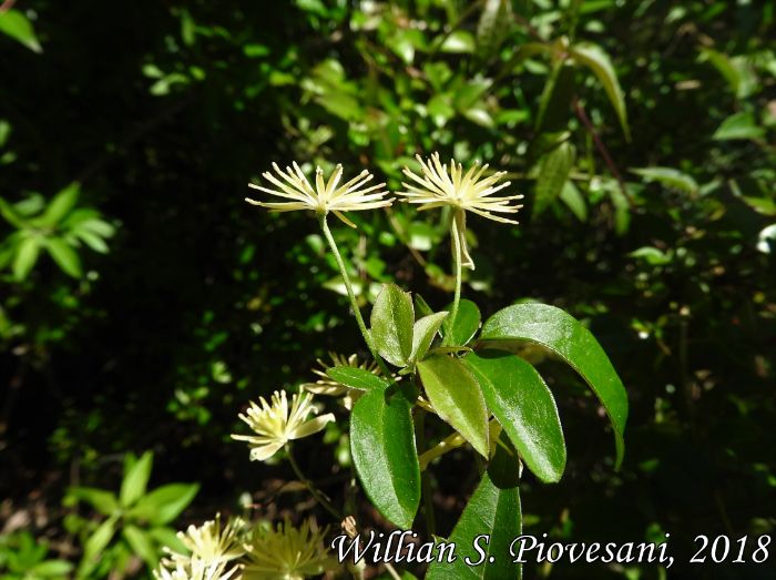 Clematis campestris