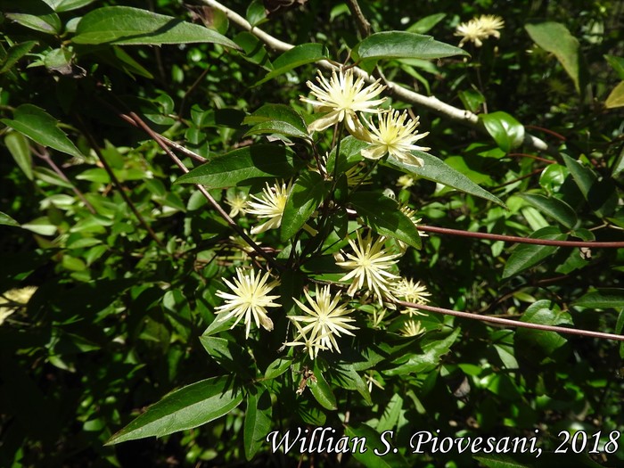 Clematis campestris