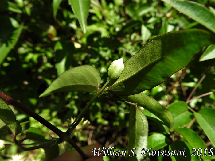 Clematis campestris