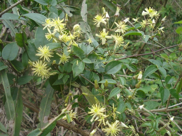 Clematis campestris