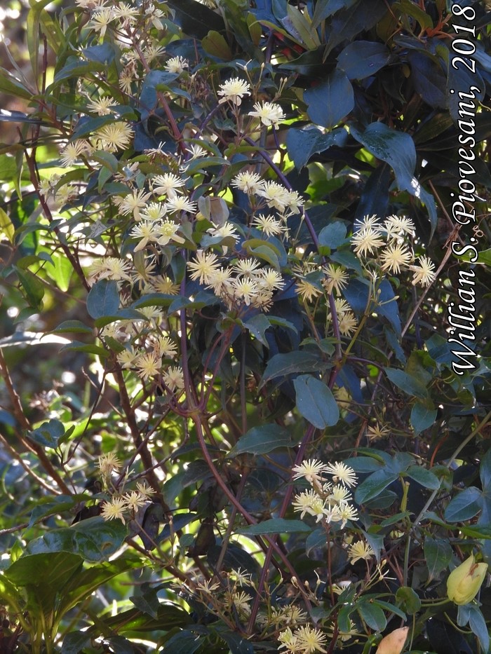 Clematis campestris