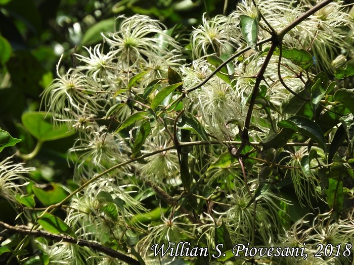 Clematis campestris