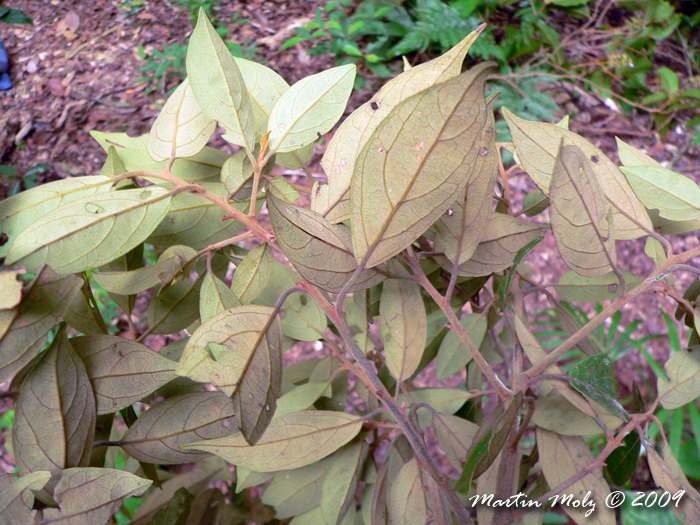 Ocotea nectandrifolia