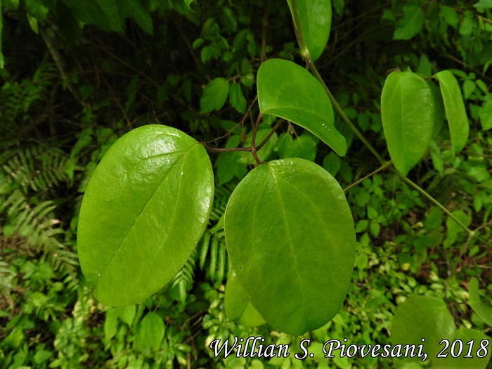 Clematis bonariensis