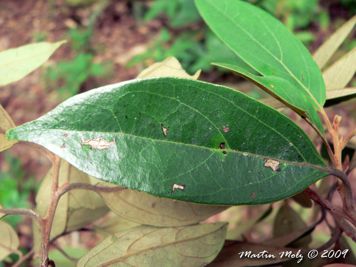 Ocotea nectandrifolia