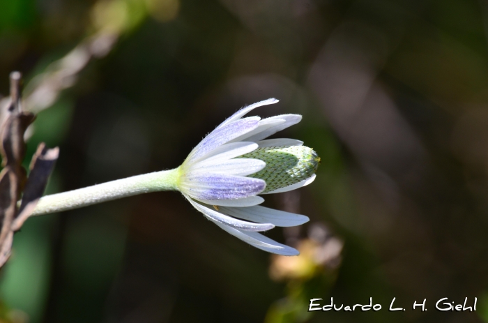 Anemone decapetala