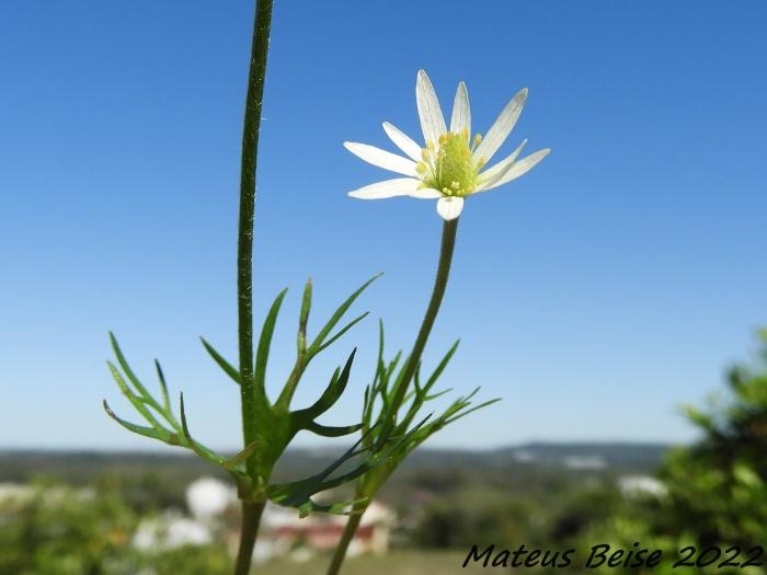 Anemone decapetala