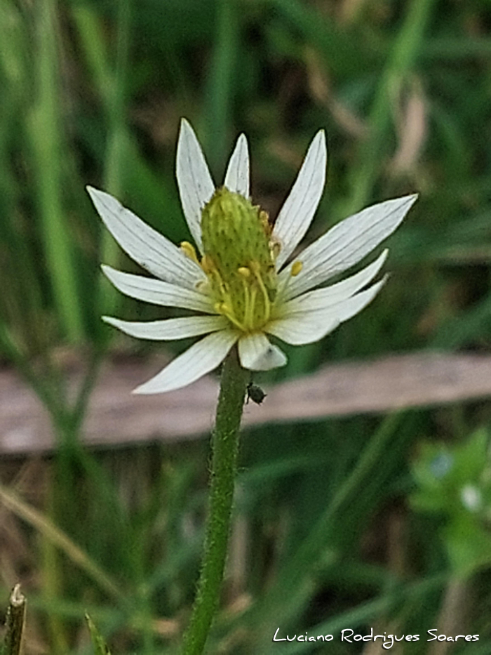 Anemone decapetala