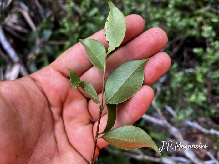 Myrcia multiflora