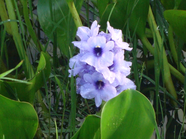 Eichhornia azurea