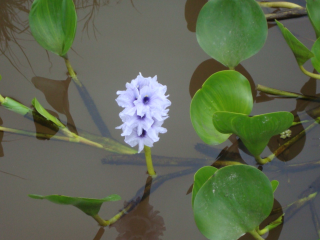 Eichhornia azurea