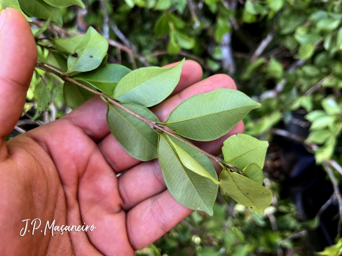 Myrcia multiflora