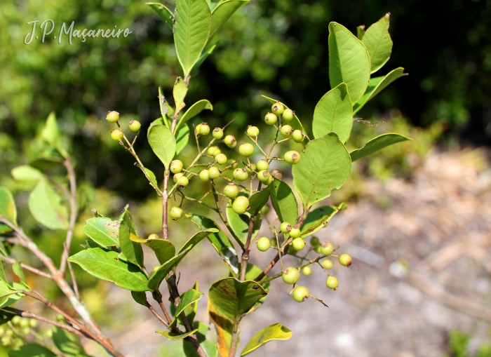 Myrcia multiflora