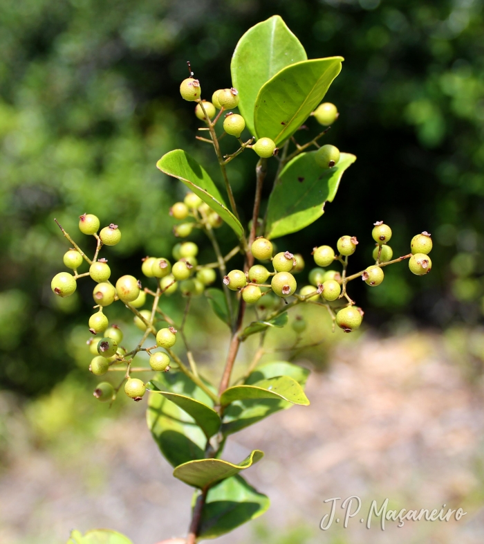 Myrcia multiflora