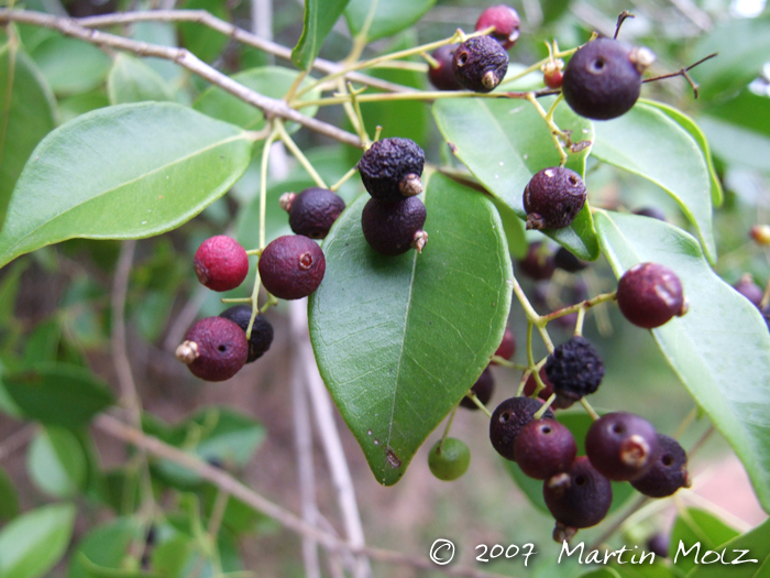 Myrcia multiflora