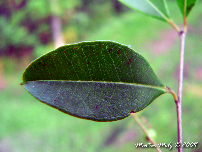 Myrcia multiflora