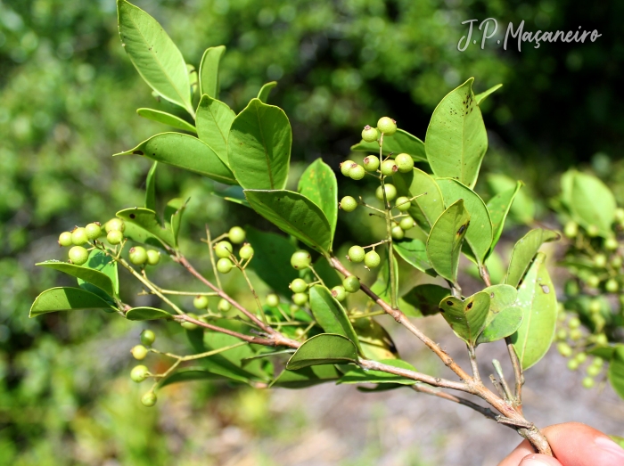 Myrcia multiflora