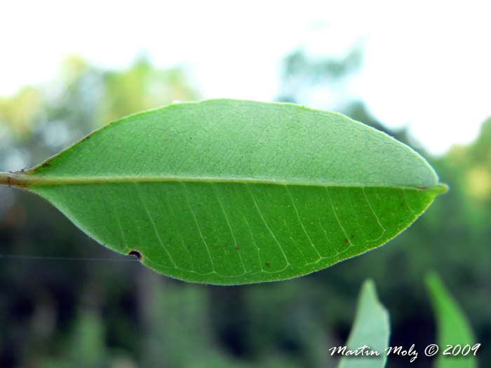 Myrcia multiflora