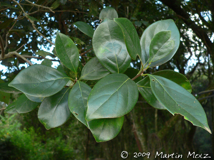 Nectandra grandiflora