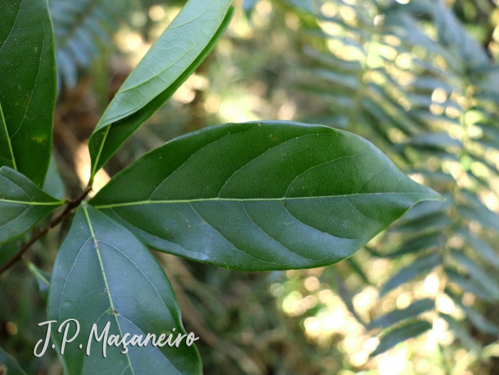 Nectandra grandiflora