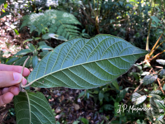 Coccoloba arborescens