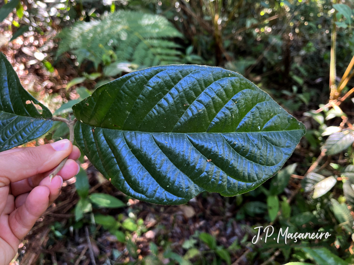 Coccoloba arborescens