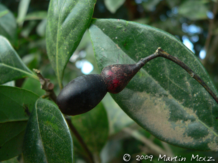 Nectandra grandiflora