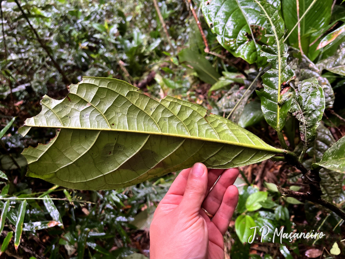 Coccoloba arborescens