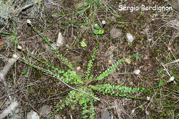 Polygala riograndensis