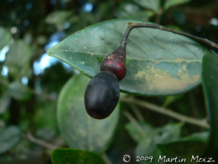 Nectandra grandiflora