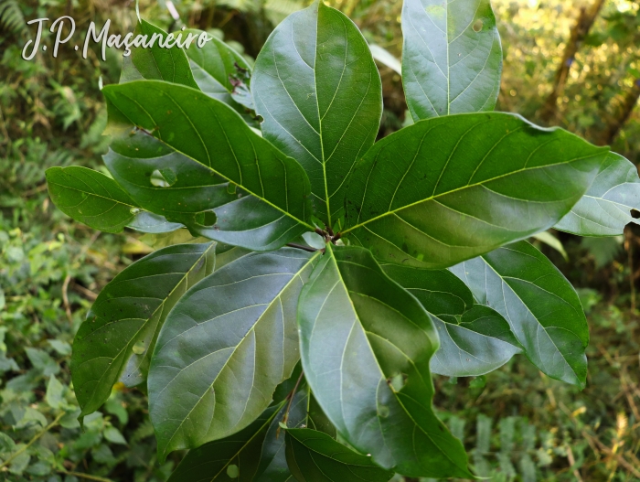 Nectandra grandiflora