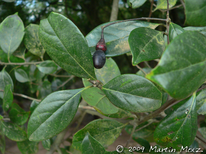 Nectandra grandiflora