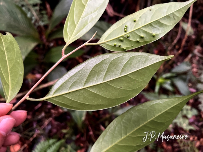 Nectandra grandiflora