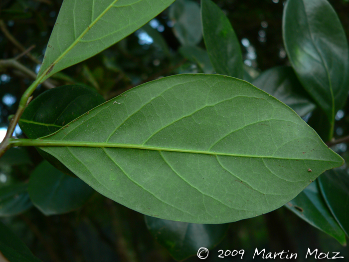 Nectandra grandiflora