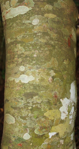 Nectandra grandiflora