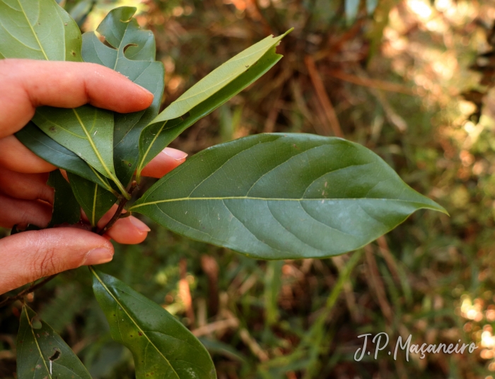 Nectandra grandiflora