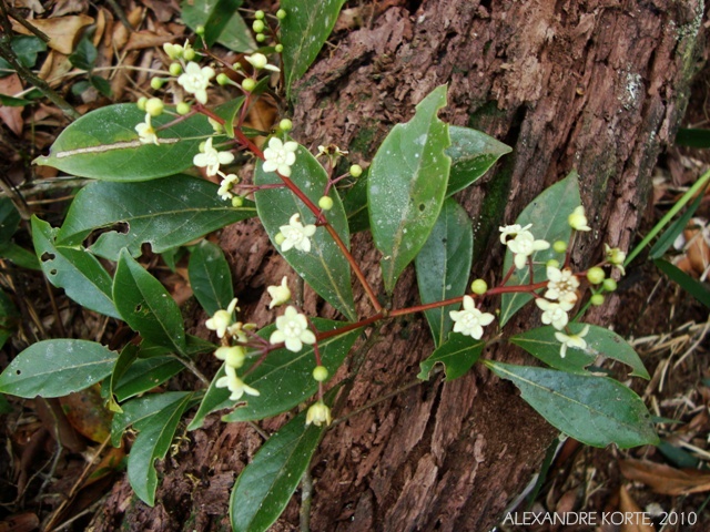 Nectandra grandiflora