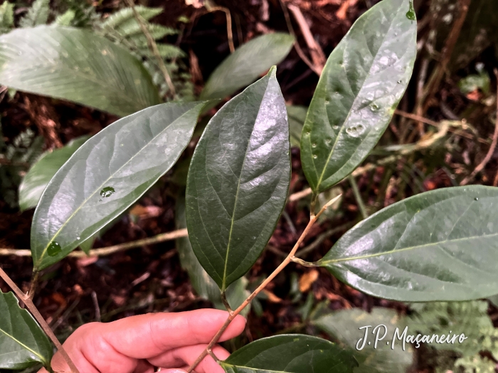 Nectandra grandiflora
