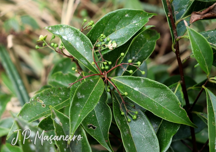 Nectandra grandiflora