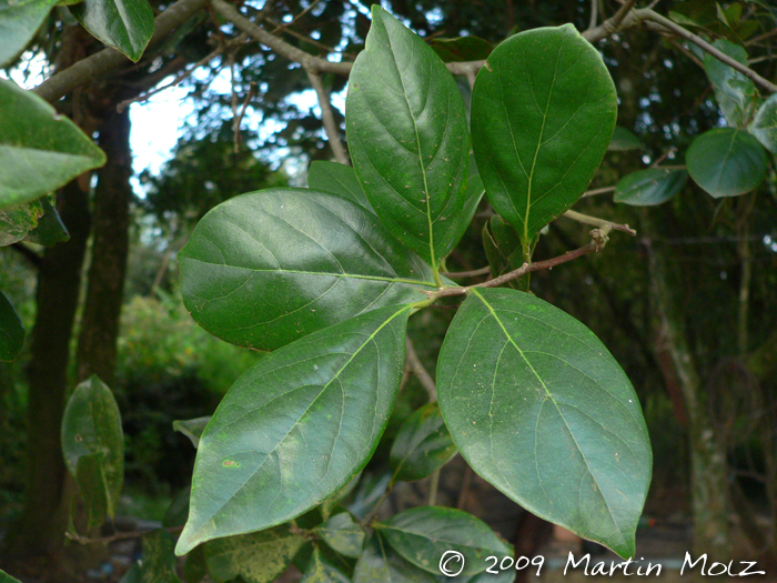 Nectandra grandiflora