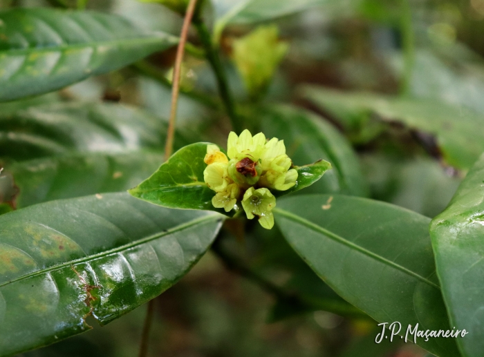 Psychotria suterella