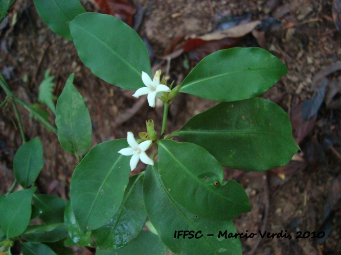 Psychotria suterella