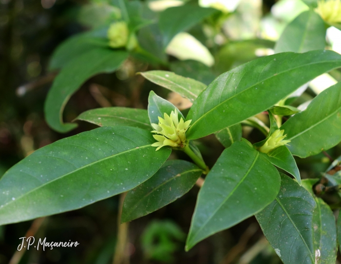 Psychotria suterella