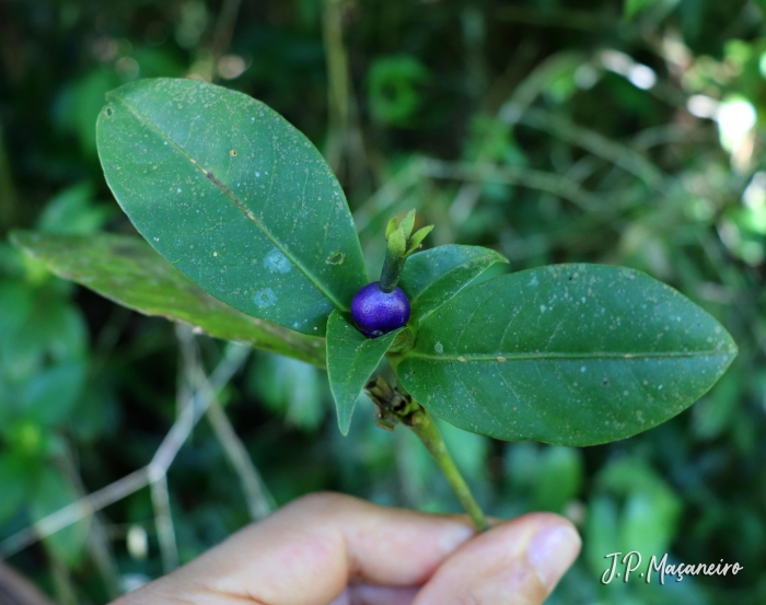 Psychotria suterella